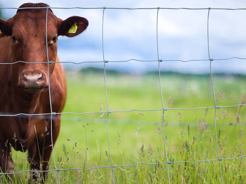 Grassland fence material
